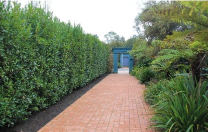 Privacy Trees: Creating a Natural Hedge for Outdoor Privacy