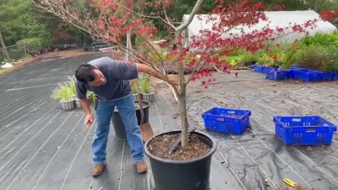 maple tree pruning in honolulu