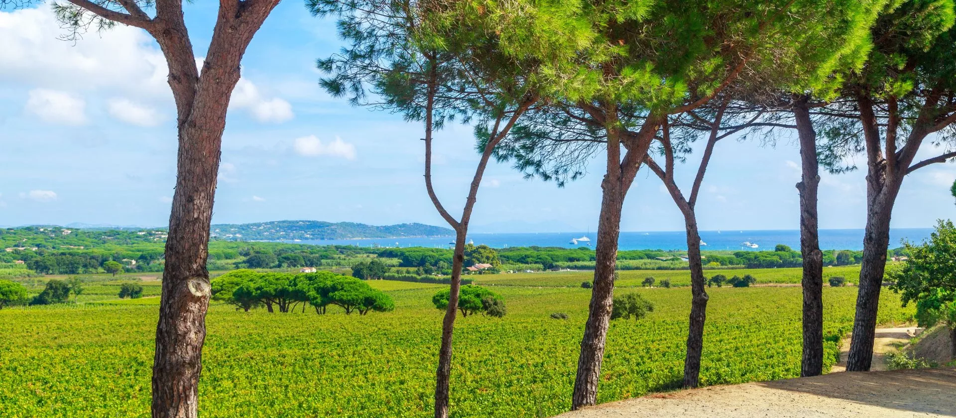 Winery Tours
