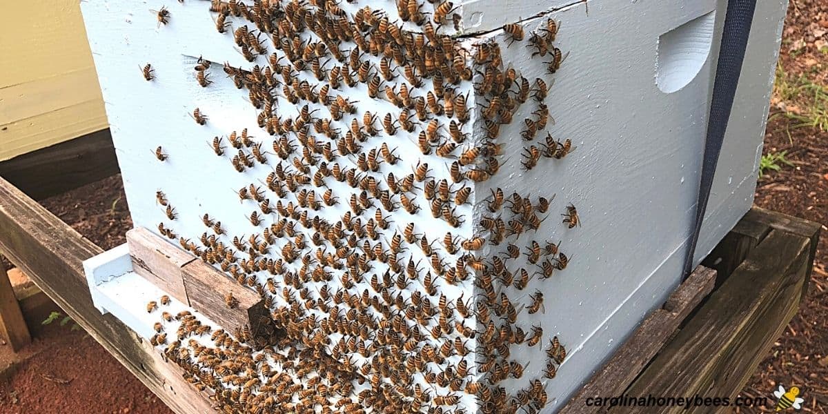How to Safely Handle Bees in Your Mailbox Without Getting Stung