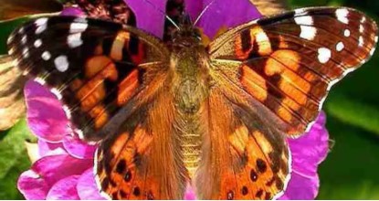purchase butterflies