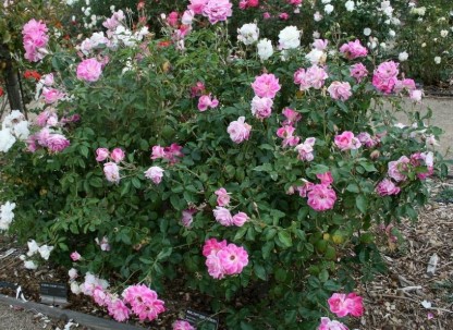 rose bushes