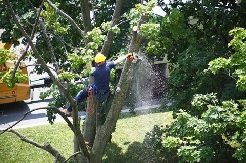 Tree Care Services That Help Protect Your Property