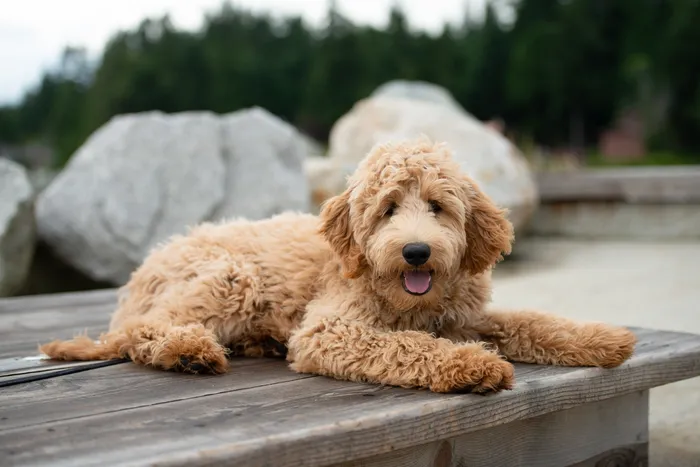 Goldendoodle breeder oklahoma