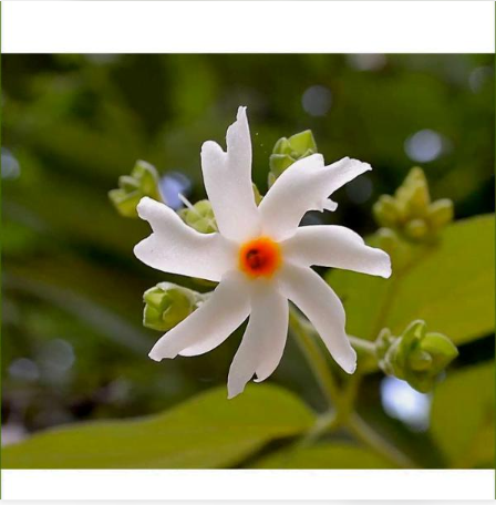 harsingar flower