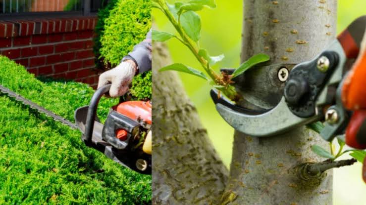 How Does Hedge Trimming Improve Garden Health?